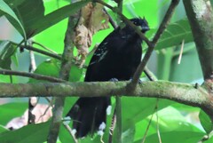 Cercomacra nigricans