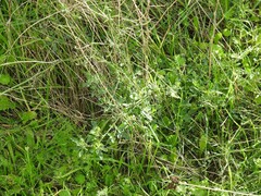 Medicago arabica