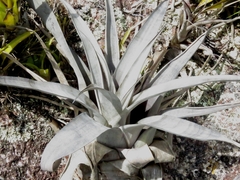 Vriesea