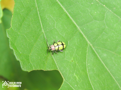 Omophoita octoguttata