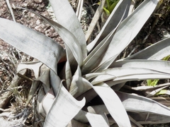 Vriesea