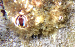 Austromegabalanus psittacus