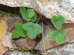 Potentilla micrantha