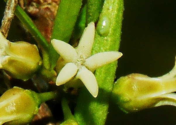 Metastelma lineare