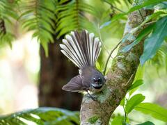 Rhipidura fuliginosa placabilis