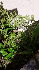 Eragrostis hypnoides