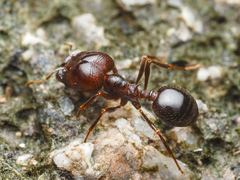 Carebara
