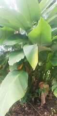 Calathea lutea