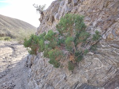 Peucephyllum schottii