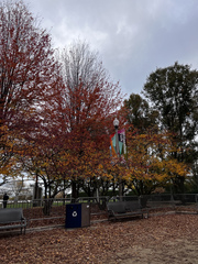 Amelanchier canadensis