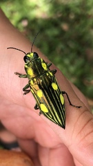 Chalcophorotaenia