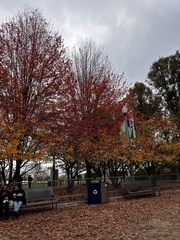 Amelanchier canadensis