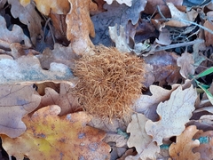 Andricus caputmedusae