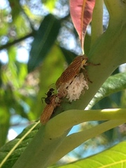 Aetalion reticulatum