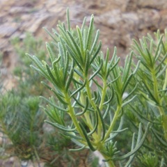 Peucephyllum schottii