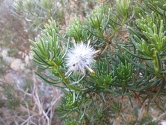Peucephyllum schottii