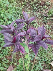 Alternanthera brasiliana