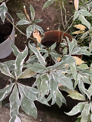 Graptophyllum pictum