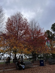 Amelanchier canadensis