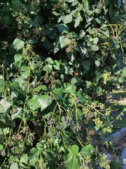 Hedera helix