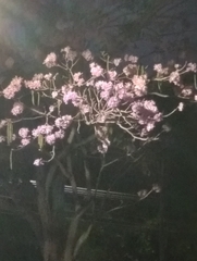 Handroanthus heptaphyllus