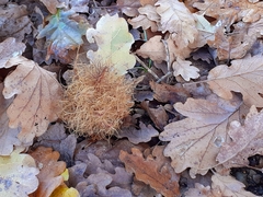 Andricus caputmedusae