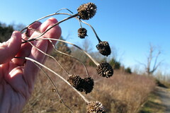 Rudbeckia laciniata