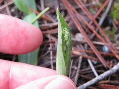 Neotinea maculata