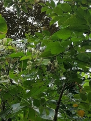 Bursera excelsa