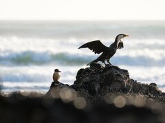 Microcarbo melanoleucos brevirostris