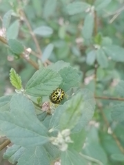 Calligrapha polyspila