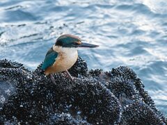 Todiramphus sanctus vagans