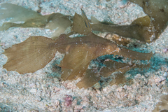 Solenostomus cyanopterus