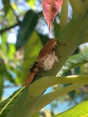 Aetalion reticulatum