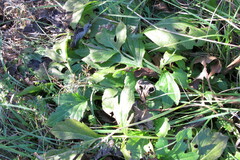 Rudbeckia laciniata