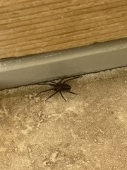 Steatoda grossa