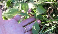 Rudbeckia laciniata