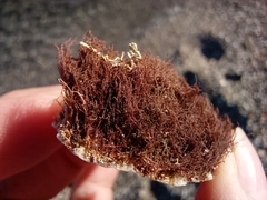 Zosteraceae