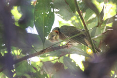 Cacomantis flabelliformis