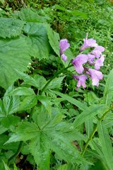 Cardamine pentaphyllos