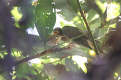 Cacomantis flabelliformis