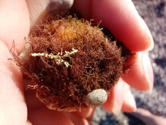 Zosteraceae