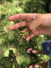 Chalcophorotaenia
