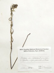 Rhinanthus minor