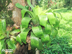 Vriesea