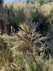 Eupatorium compositifolium