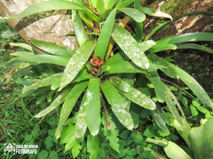 Vriesea