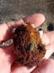 Zosteraceae