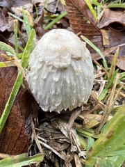 Coprinus