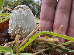 Coprinus